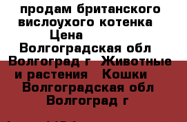 продам британского вислоухого котенка › Цена ­ 2 700 - Волгоградская обл., Волгоград г. Животные и растения » Кошки   . Волгоградская обл.,Волгоград г.